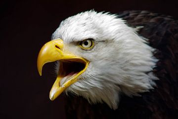 American bald eagle by YDH