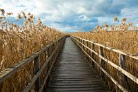 walkway fringed with reeds