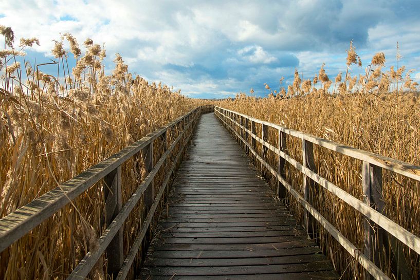 walkway fringed with reeds by Sandra Knittel