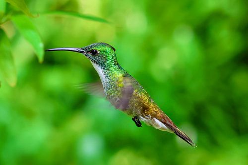 Kolibrie in natuurlijke habitat in Trinidad en Tobago