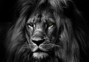 der Löwe schwarz-weiß