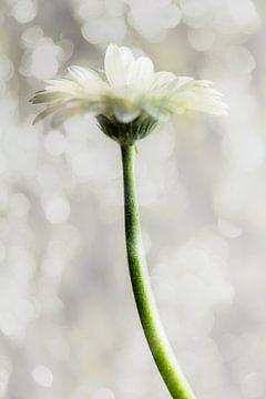 Gerbera, weiß ....... verträumt von Mariska Vereijken