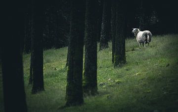 Sheep van Jip van Bodegom