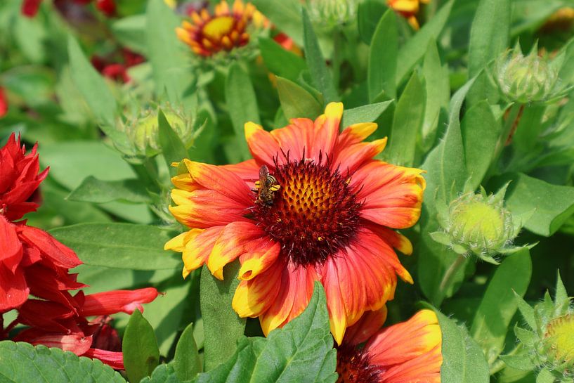 Blume von Lennart Mans