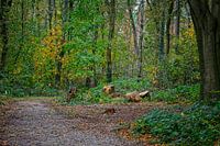 Couleurs d'automne de l'Eau Noire