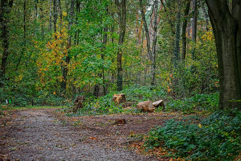 Couleurs d'automne de l'Eau Noire par Jos Saris