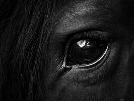 Het Oog van Kwestbaarheid - Friese Hengst van Gewoon ROOS