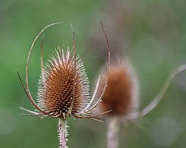 Kaardebollen by Dick Vermeij