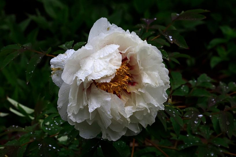 Transience by Thomas Jäger