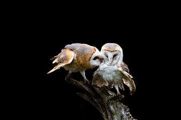 Barn owls by Petra van der Zande