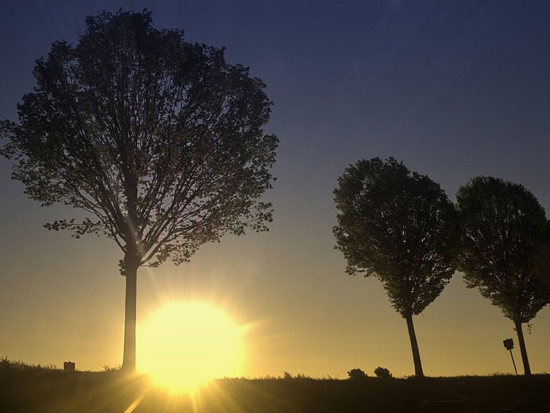 Arbres en contre-jour 1 par Edgar Schermaul