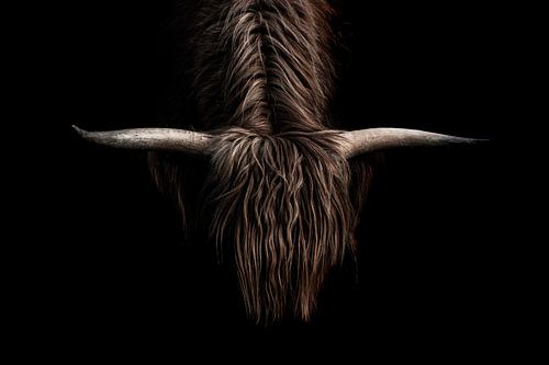 Mystieke Kracht hoorns van een Schotse hooglander