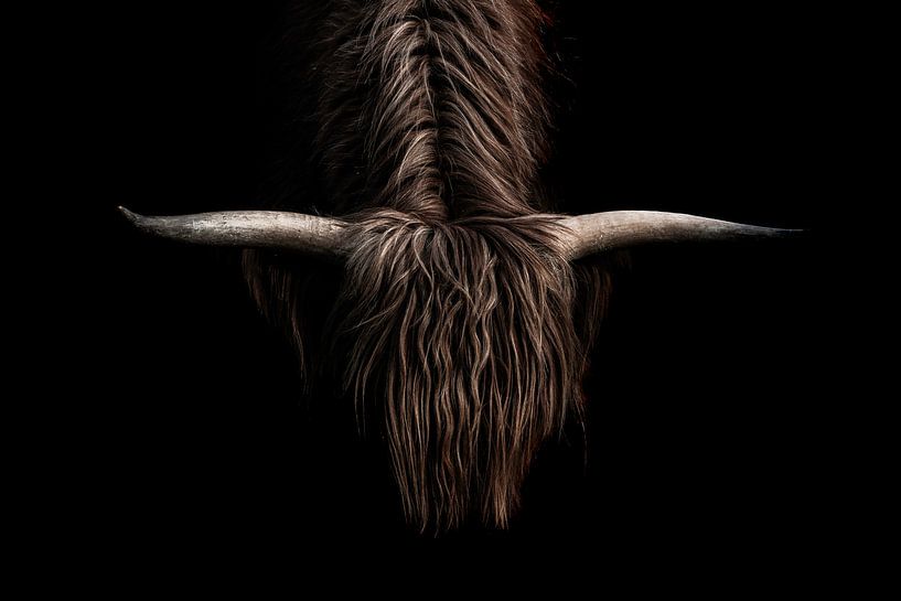 Mystical Power - horns of a Scottish highlander by Femke Ketelaar