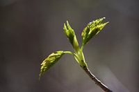 Spring fresh