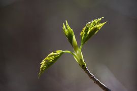 Frühlingsfrisch von Theo van Woerden