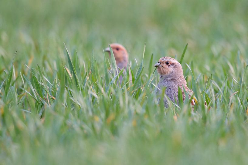 Rebhuehner ( Perdix perdix ) recken ihre Köpfe aus einem Feld mit Winterweizen von wunderbare Erde