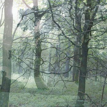 Wälder, die Veluwe, Grün, Urlaubsziel, Ruhe, Stimmungsbild, Äste, Blattgrün