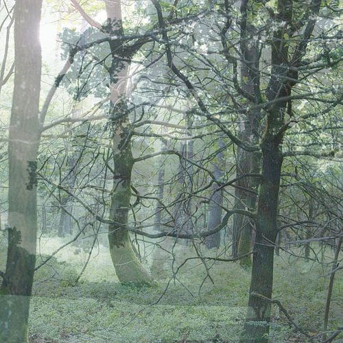 Forests, the Veluwe, greenery, holiday destination, tranquillity, atmospheric image, branches, foliage