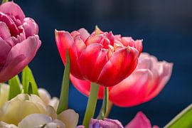 Spring fever by Photoart-Naegele