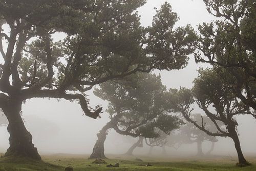 Fairy-tale forest on Madeira island