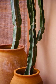 Cactussen in terracotta potten op Ibiza | reisfotografie van ellenklikt