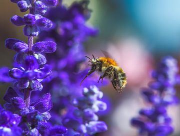 Markro van een vlooiende hommel op een blauwe saliebloem van ManfredFotos