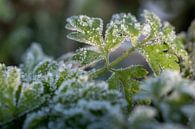 Bevroren groen by Moetwil en van Dijk - Fotografie thumbnail
