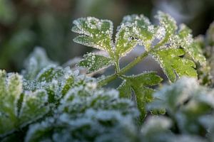 Bevroren groen van Moetwil en van Dijk - Fotografie