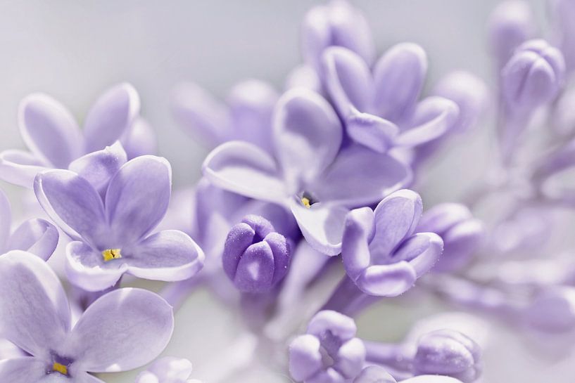 Lilac by Violetta Honkisz