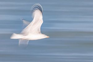Möwe mit malerischem Effekt