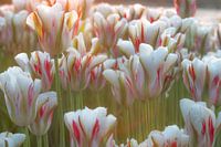 Tulpen