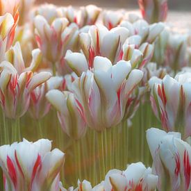 Tulpen von Corine Harkes