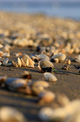 Baltic Sea at sunrise