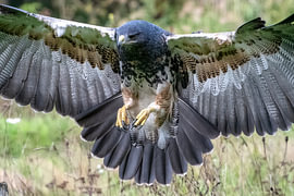 Grauer Adlerbussard oder Chilenischer Adler von Wilna Thomas
