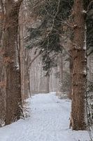 Sentier hivernal dans le parc national de Drentsche Aa