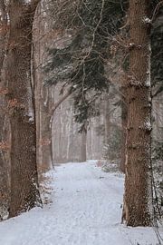 Winterwanderweg im Nationalpark Drentsche Aa