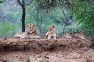 Leeuwen familie liggend op droge rivier oever, Zuid-Afrika van Nature in Stock thumbnail