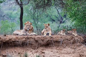 Leeuwen familie liggend op droge rivier oever, Zuid-Afrika van Nature in Stock