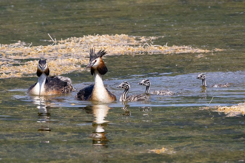 Great crested grebe with chick by Andreas Müller