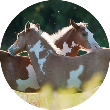 Wilde paarden in de Rijnstrangen van Tamara Witjes