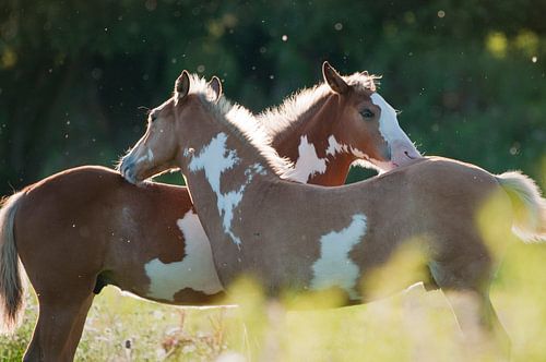 Wilde paarden in de Rijnstrangen