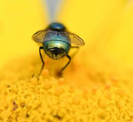 Vlieg in het stuifmeel van Ingrid Ronde