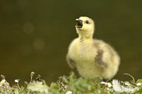 Jonge schreeuwende gans