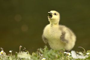 Jonge schreeuwende gans