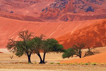 SOSSUSVLEI DESERT Namib - sossusvlei woestijn met bomen van Bernd Hoyen