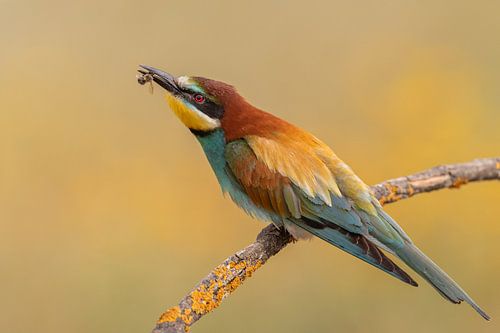 Bijeneter doet zijn naam eer aan