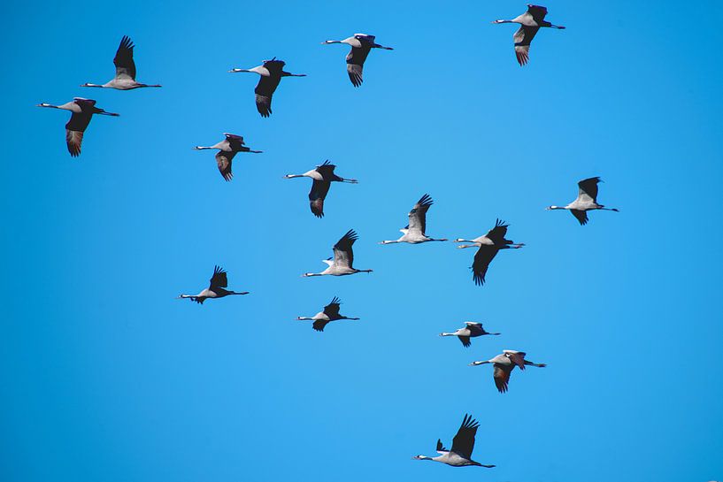 Train of the cranes to the south by Tanja Riedel