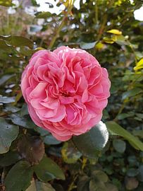 roos by Joelle van Buren