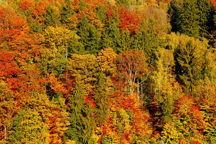Golden October by Thomas Jäger