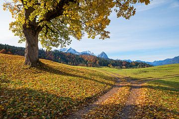 grote oude esdoorn met herfstkleurige bladeren, alpenlandschap van SusaZoom